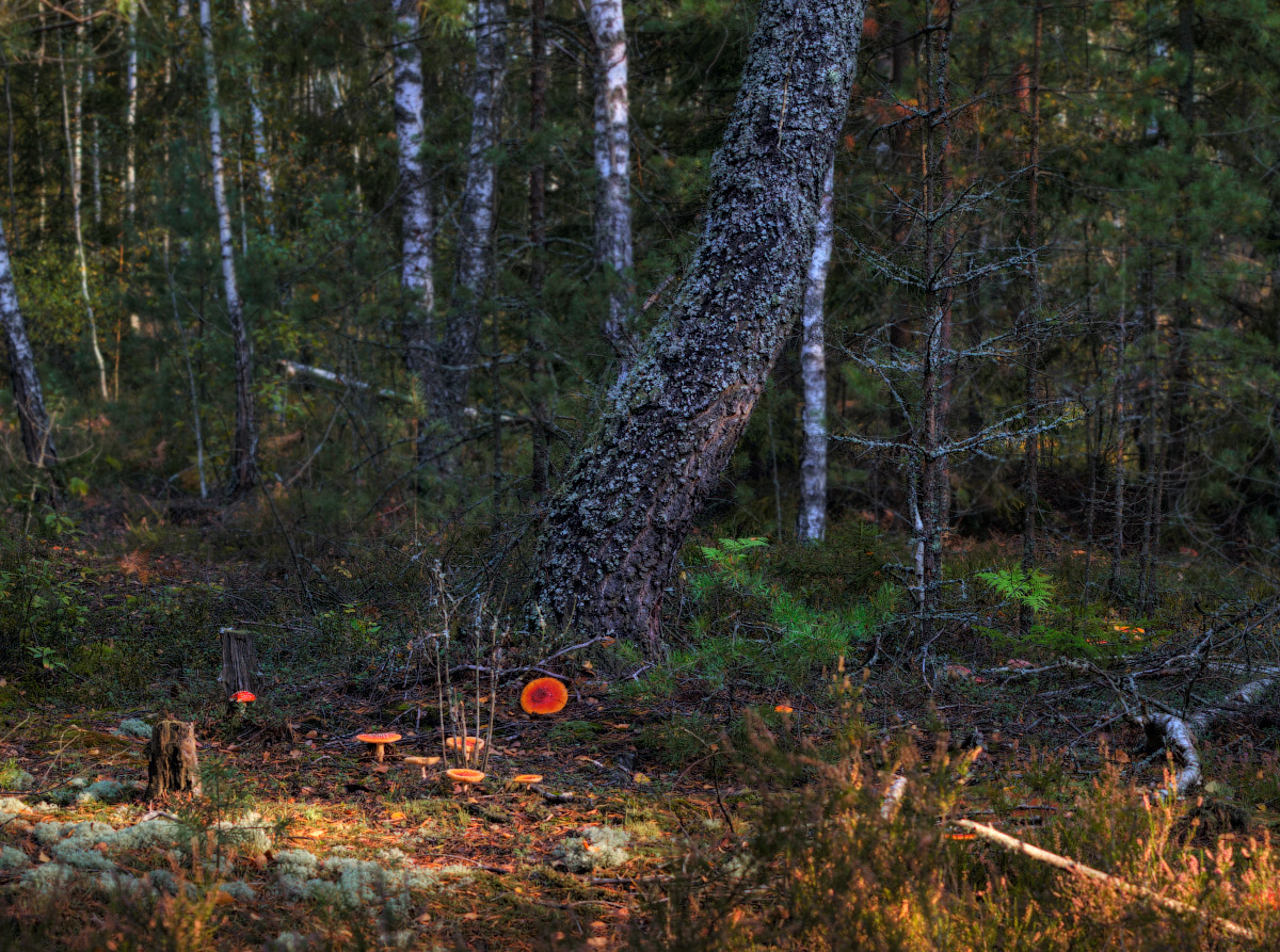 Лесное ассорти