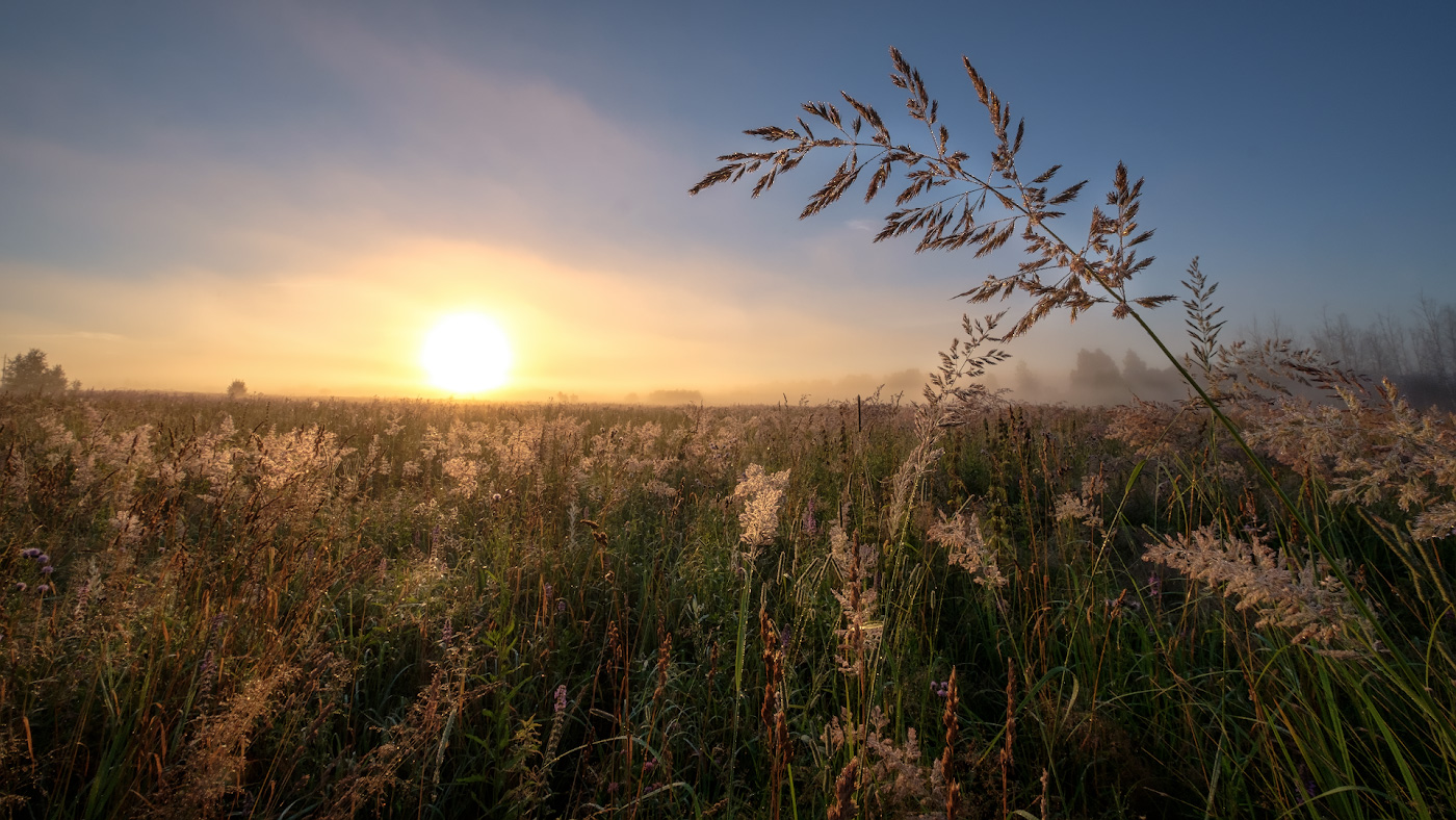 Рассвет в поле