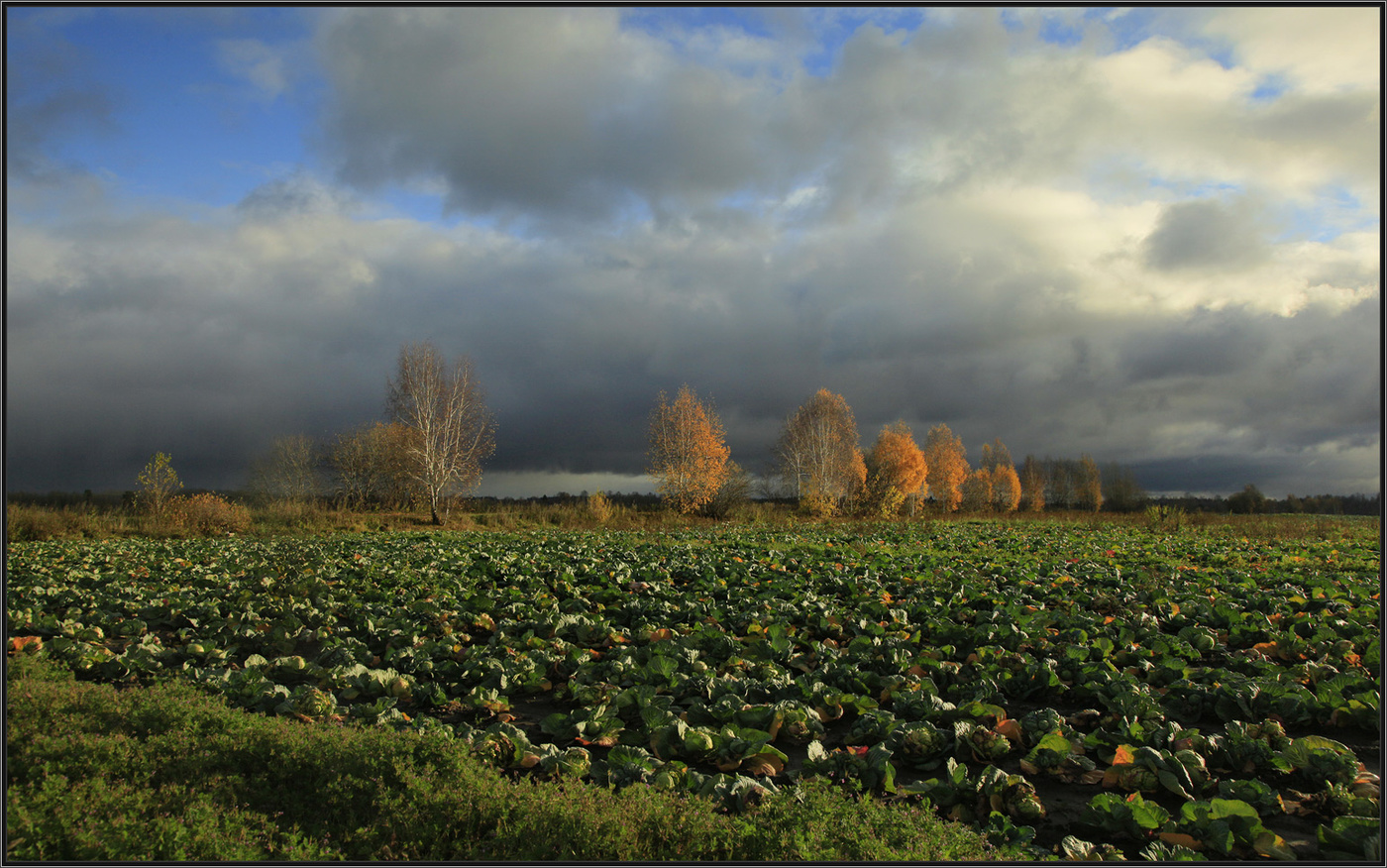 Осеннее поле...
