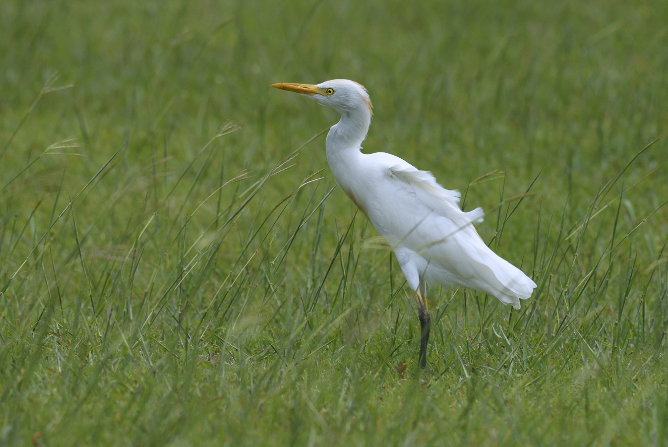 Cattle egret