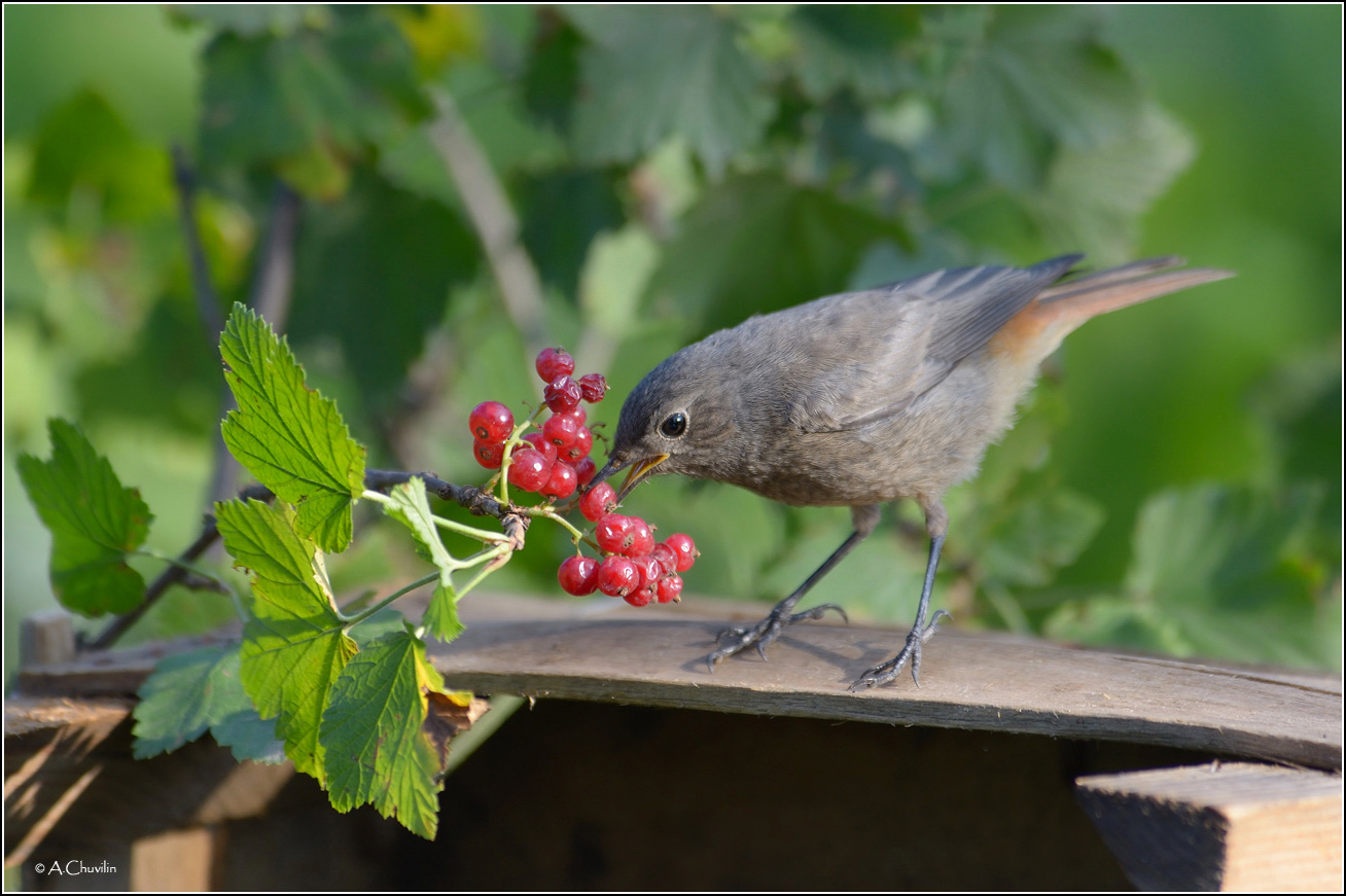 Про ягодки )