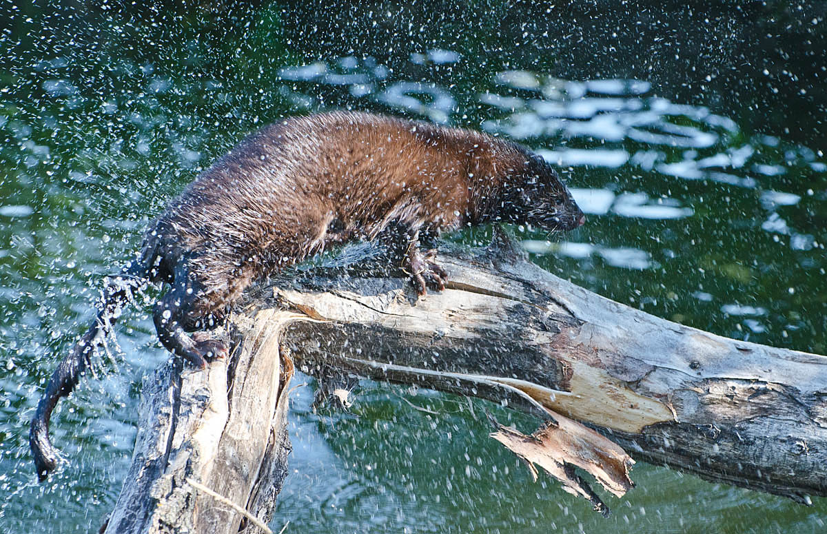 Водные процедуры