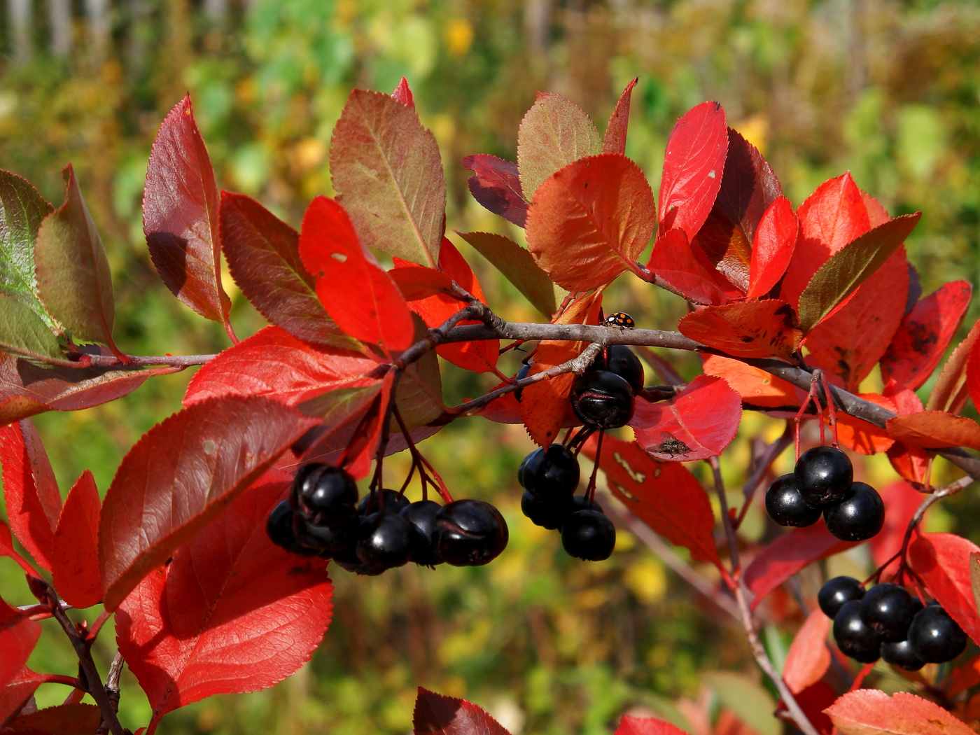 Осень постучалась в двери