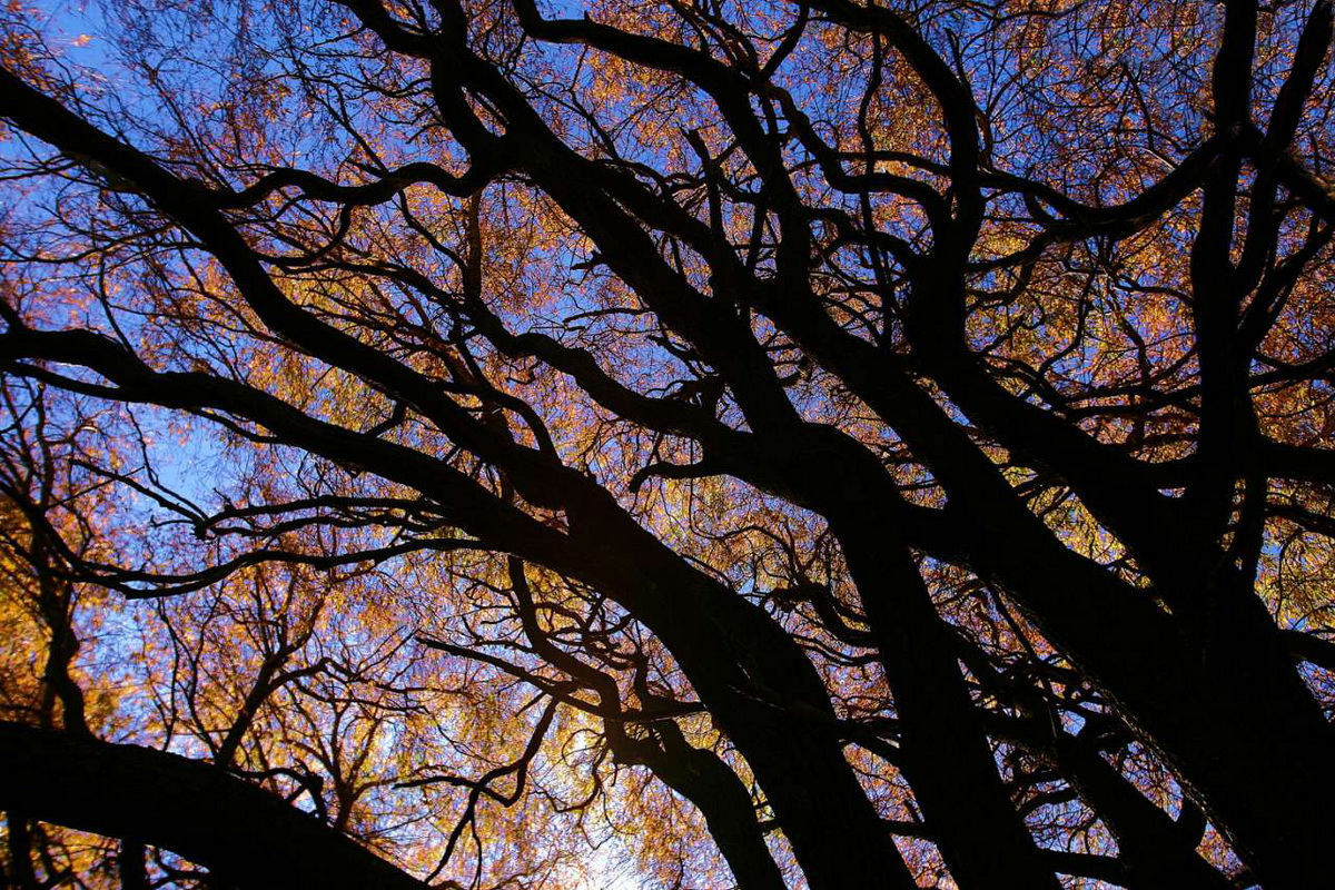 Осень постучалась в двери