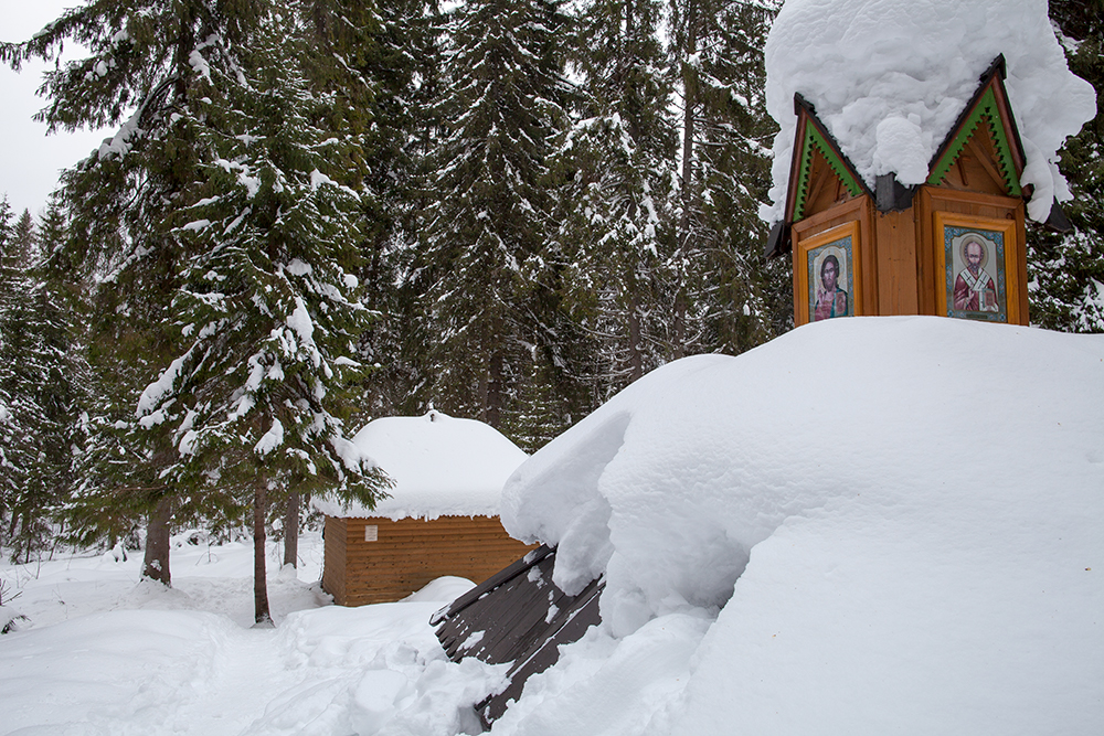 лесная пустынька