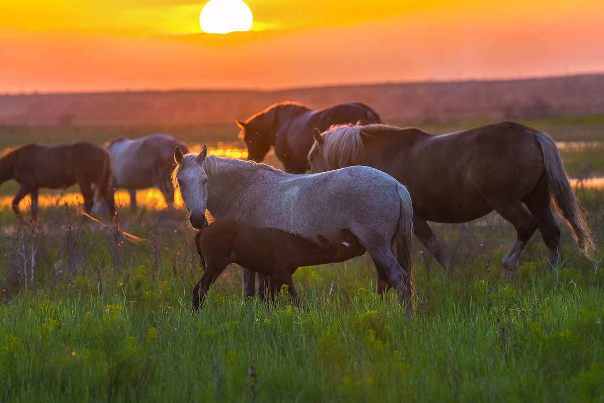 Идиллия на закате