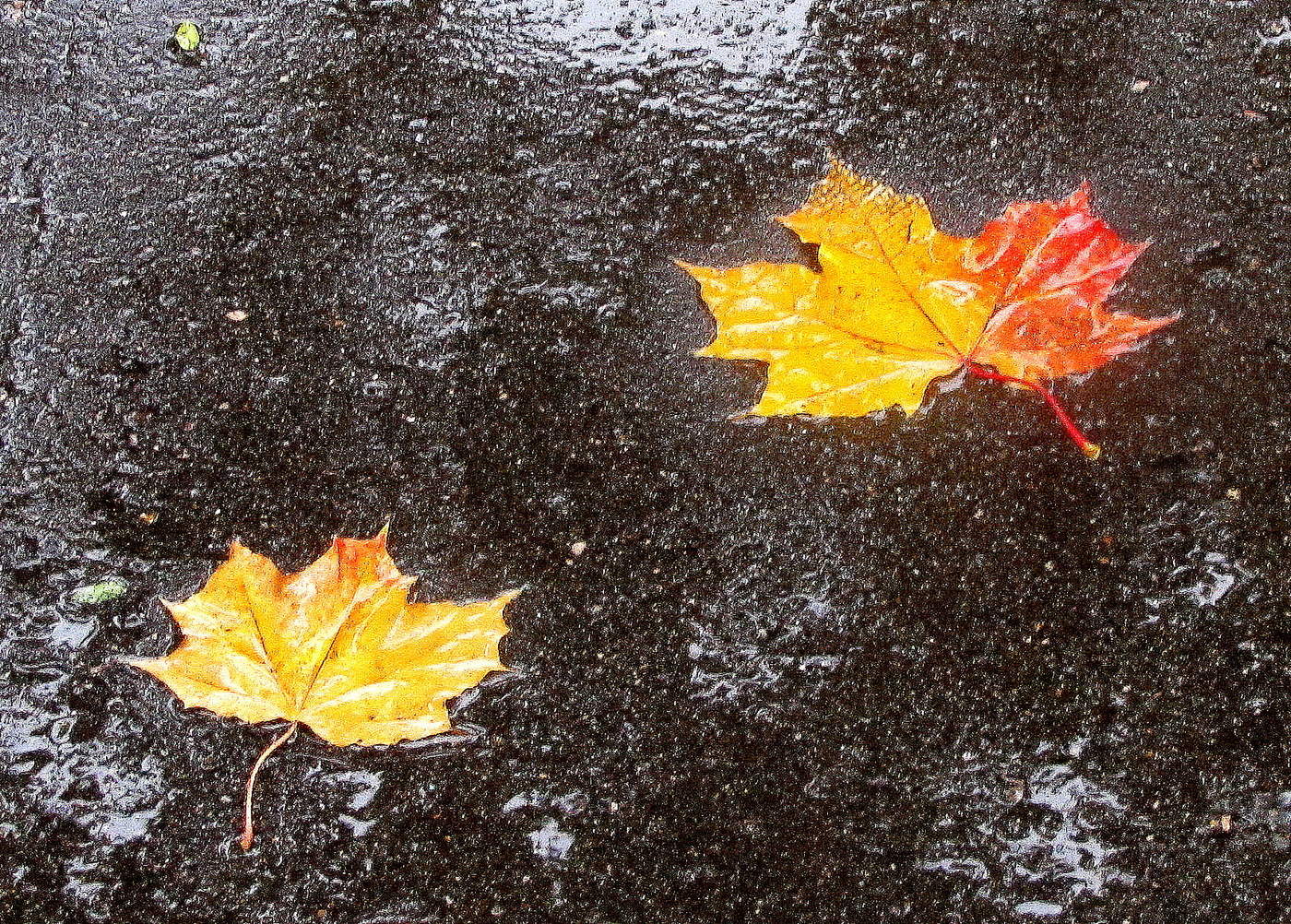 Осень постучалась в двери