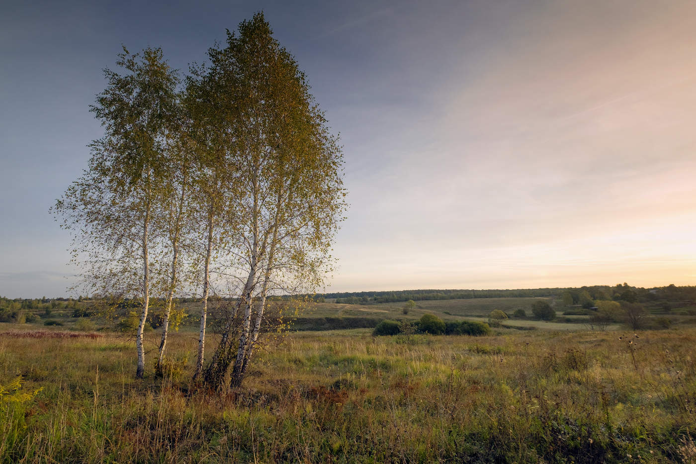 Осенние березки-подружки