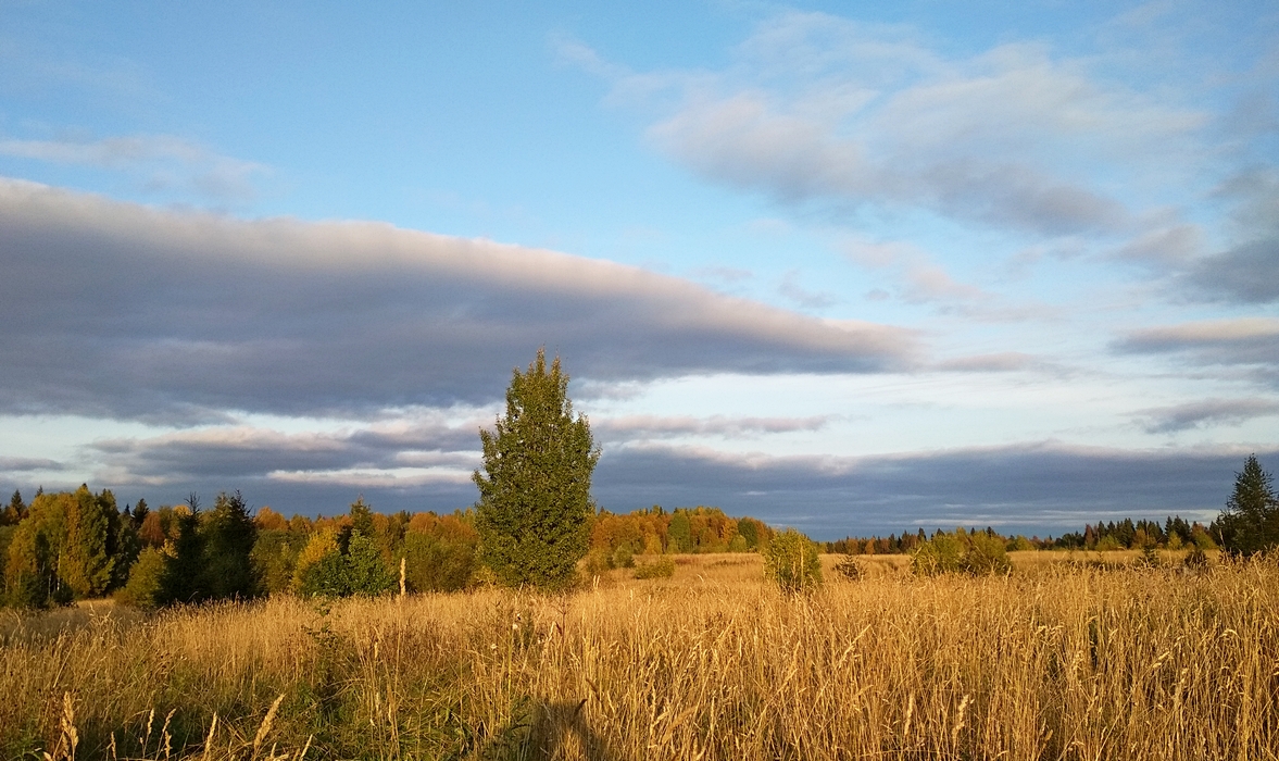 Осенняя пора... Вологодская область.
