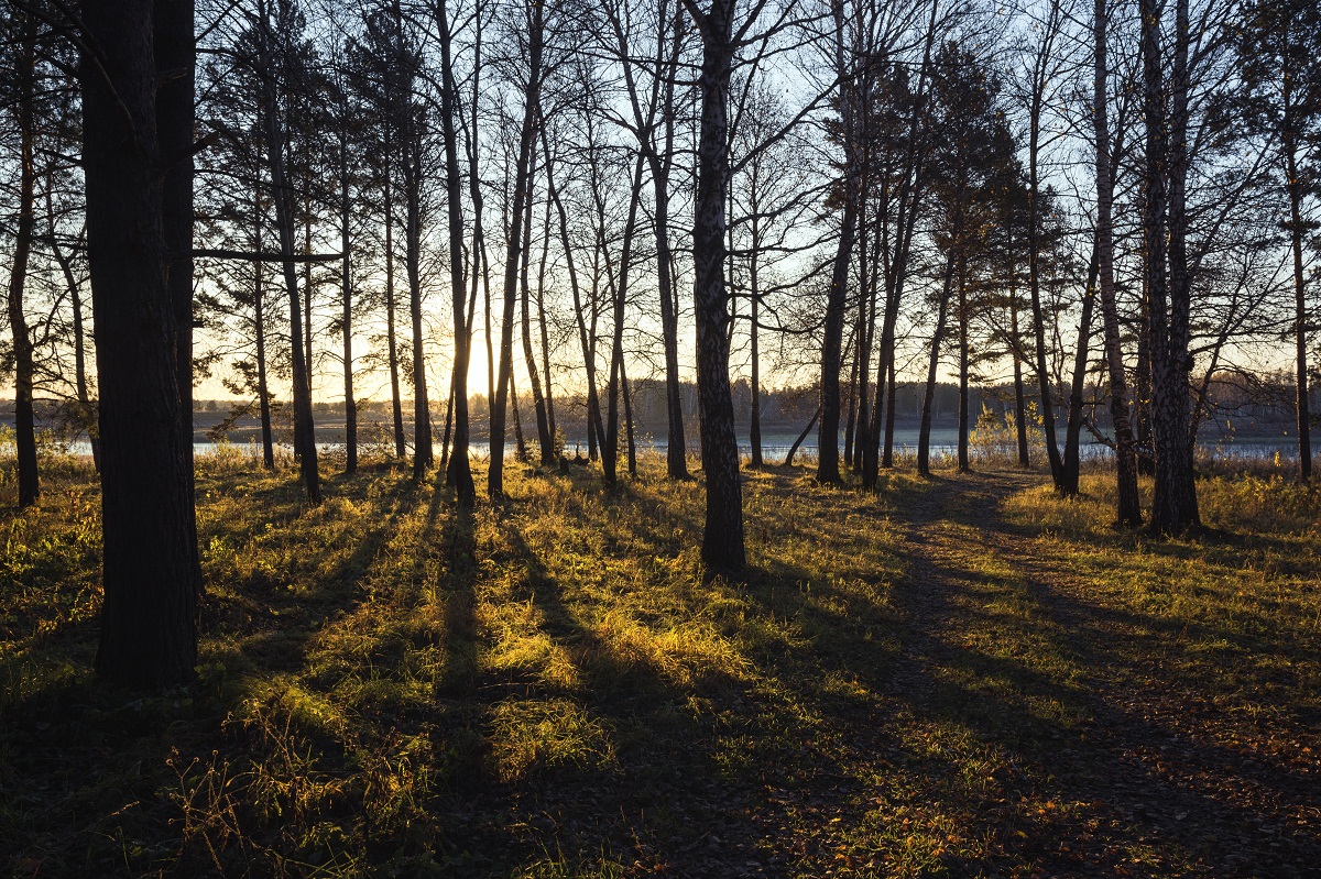 В лесу теней.
