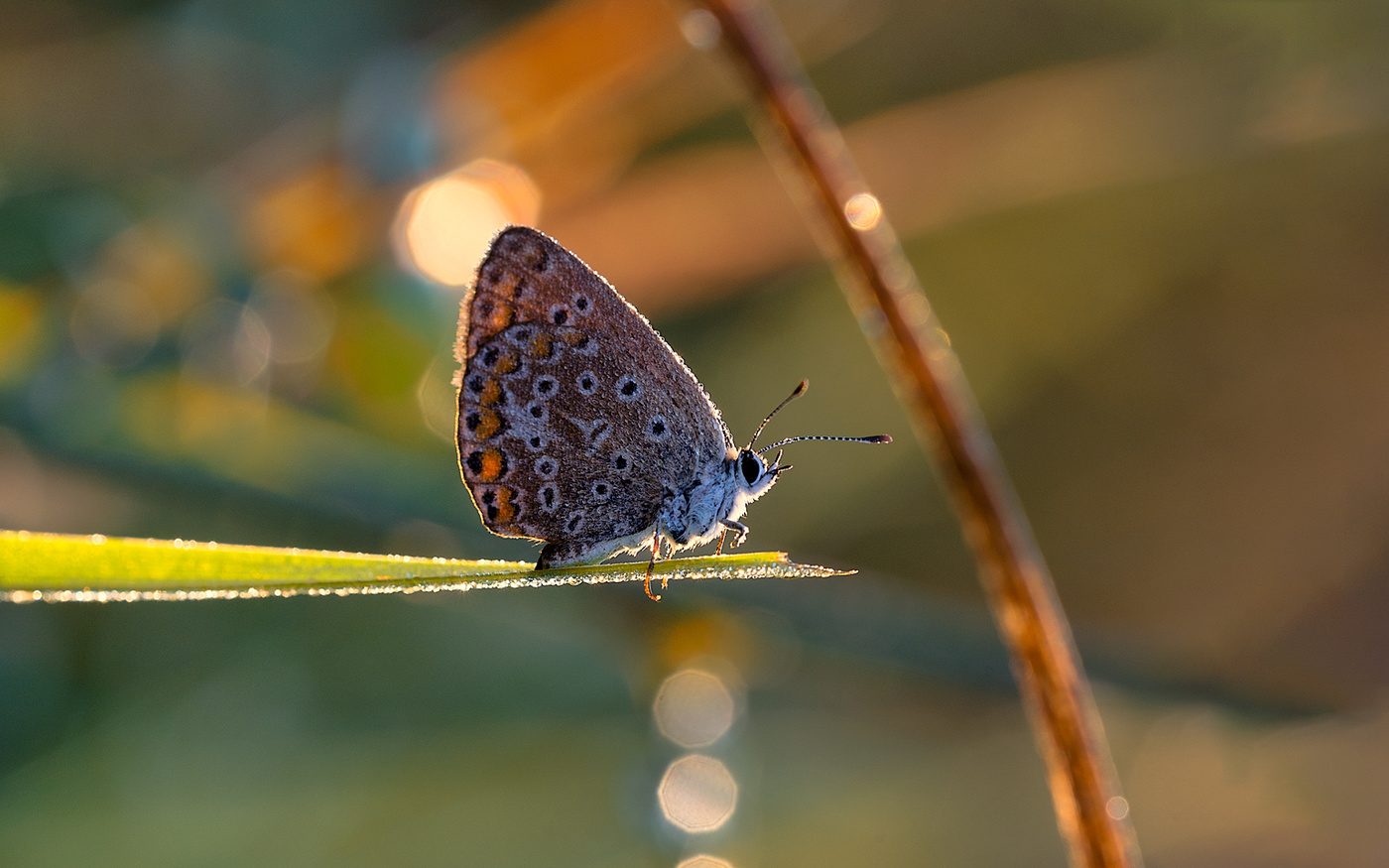 Пробуждение