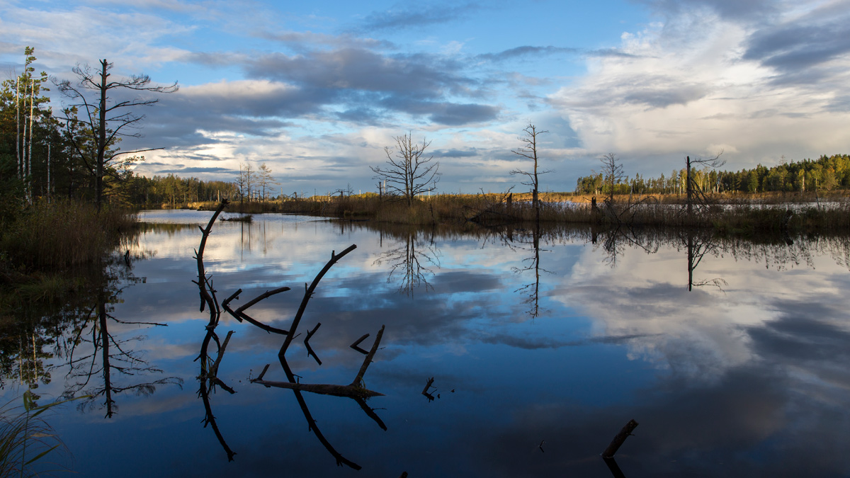 Где живут кикиморы