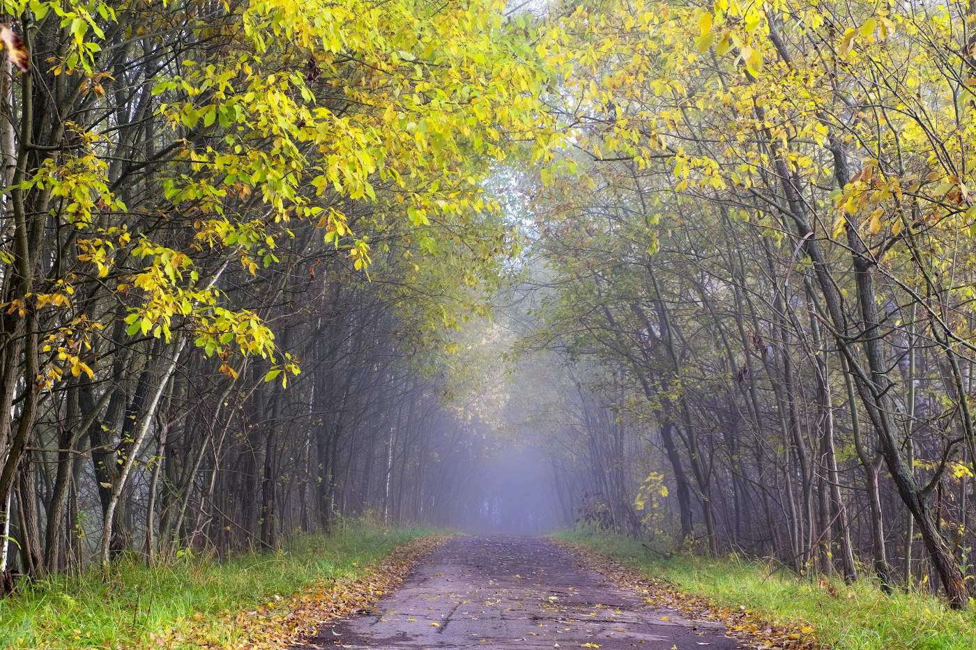 Золотая осень уходящая в туман