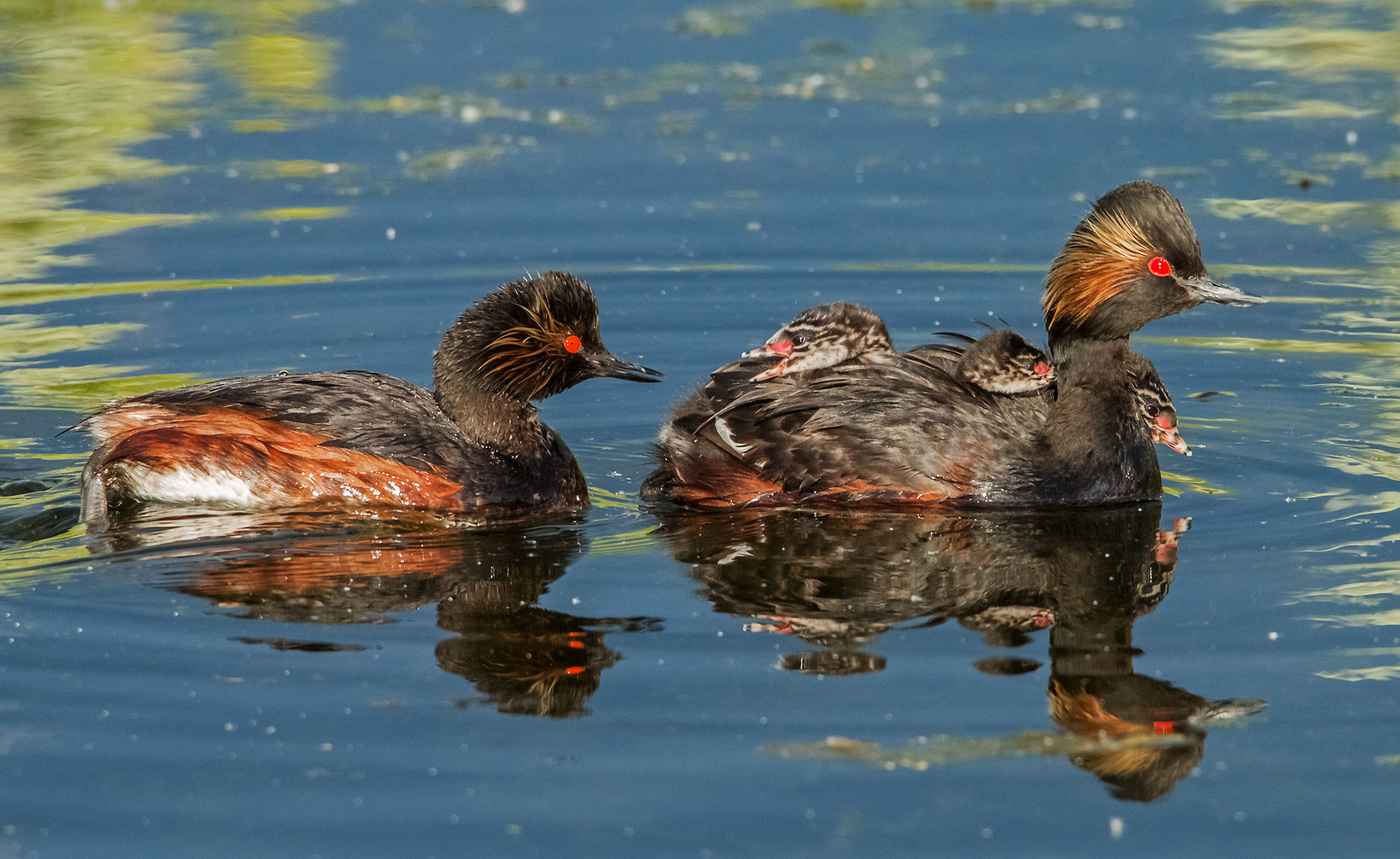 черношейные поганки