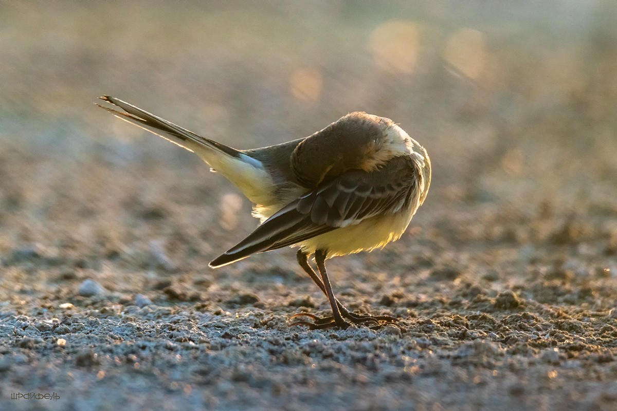 Трясогузкина попытка уйти от действительности