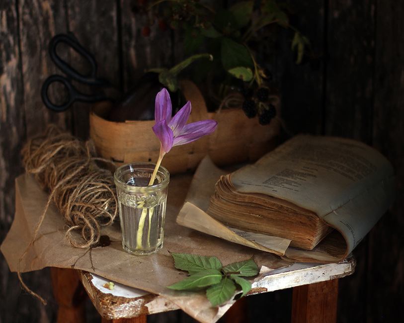 Безвременник осенний