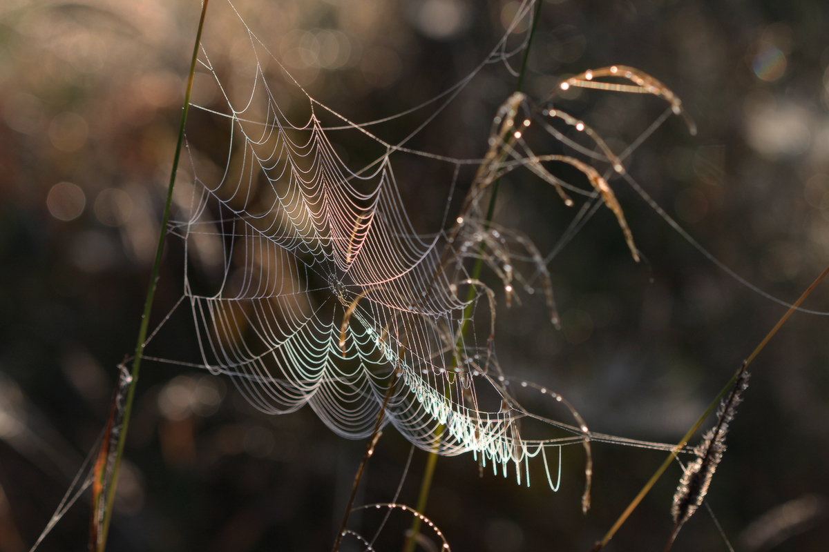 скользнул по паутинке лучик света