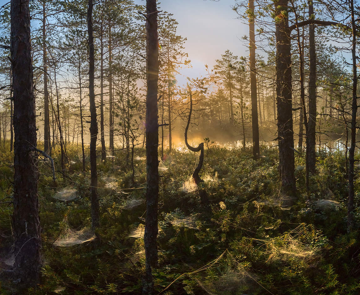 Сосновый лес в паутинках