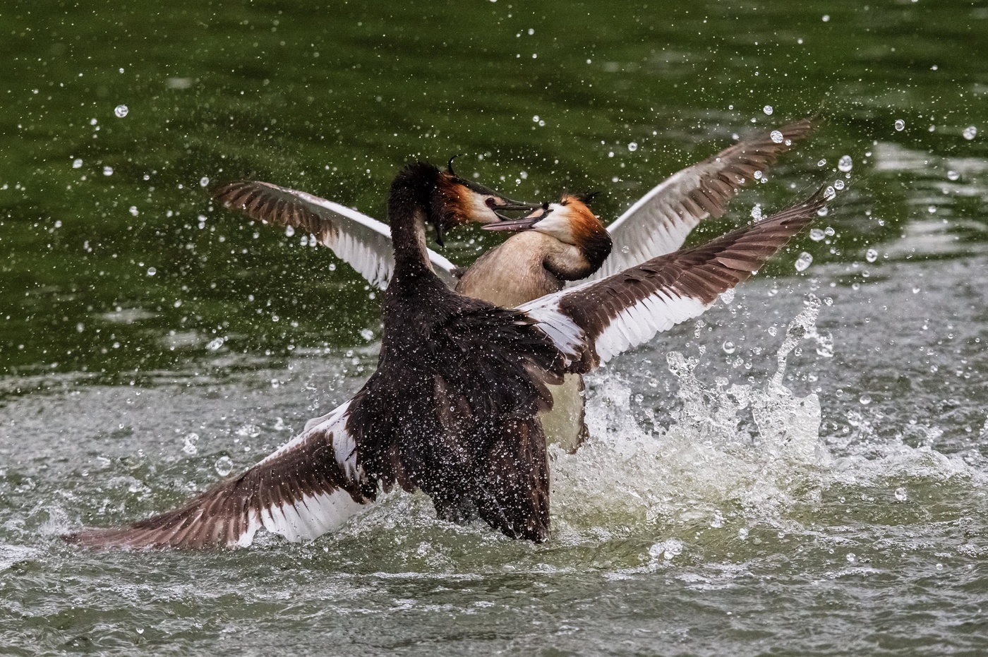 бои без правил
