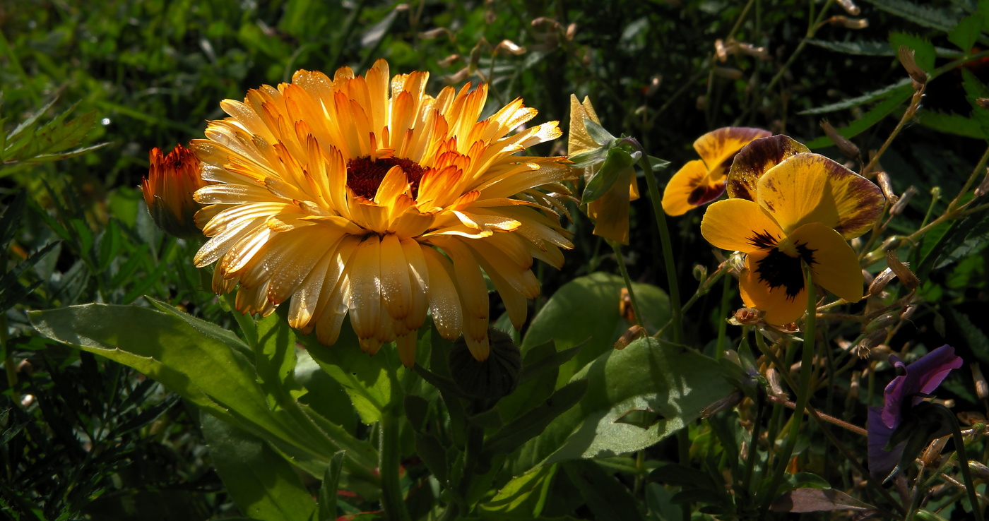 Цветы так много значат в нашей жизни