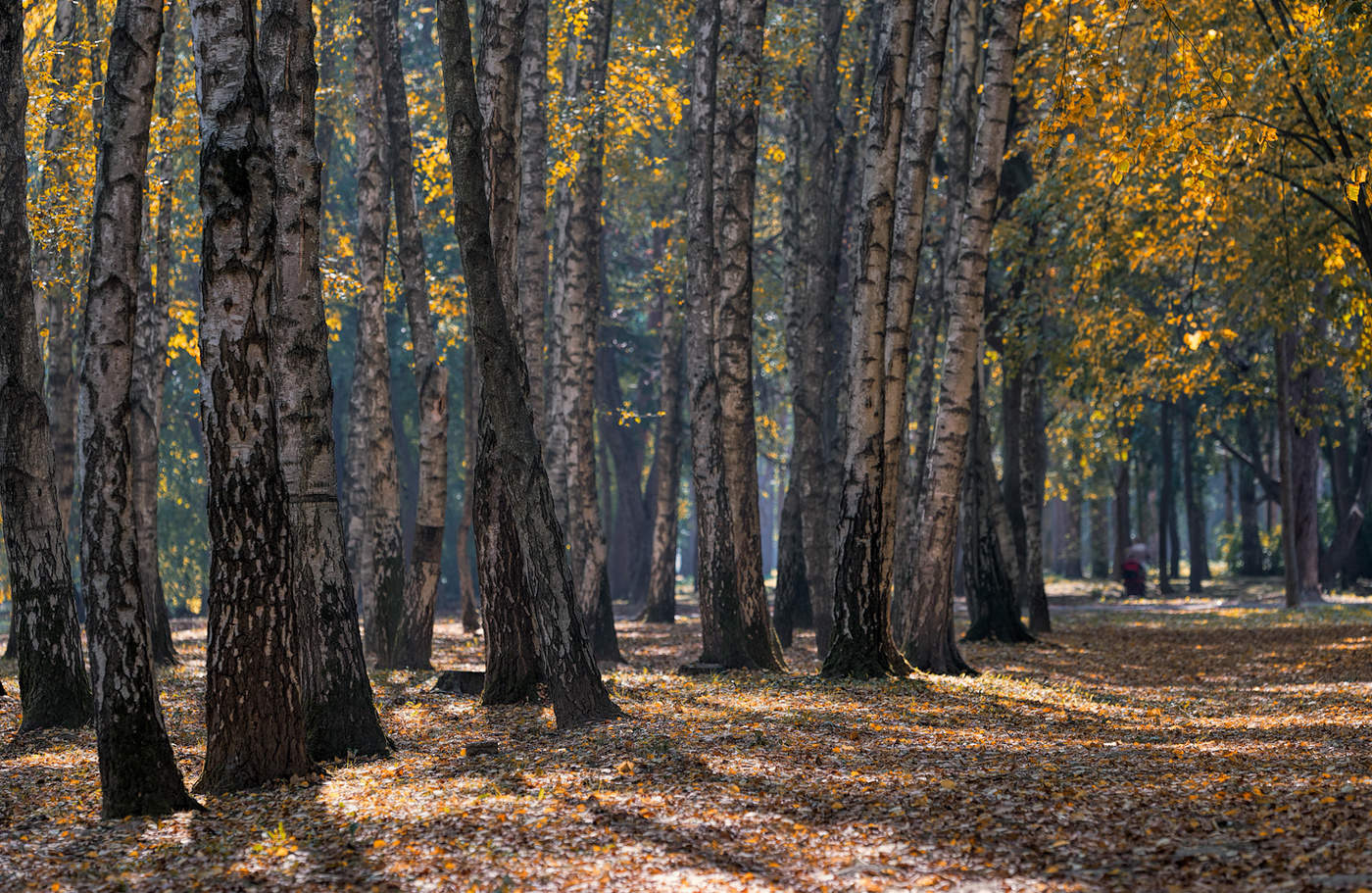Воздух осеннего утра