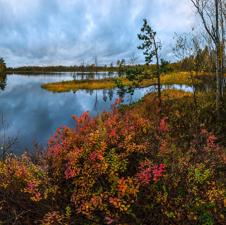 Осенняя голубика