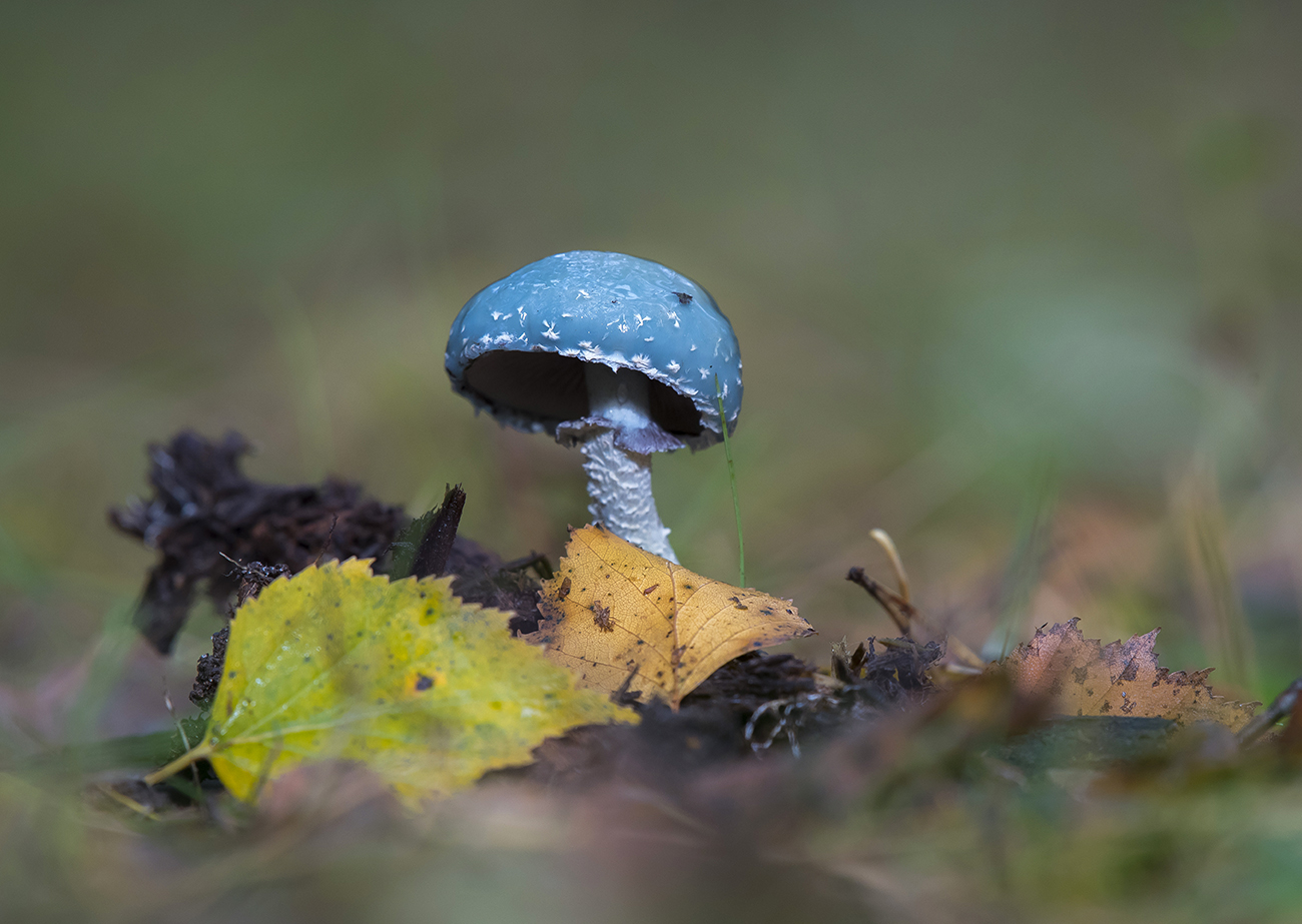 Строфария сине-зелёная