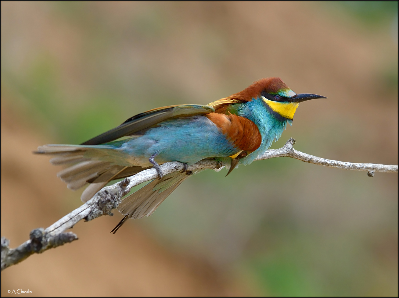 Жмурясь от счастья )