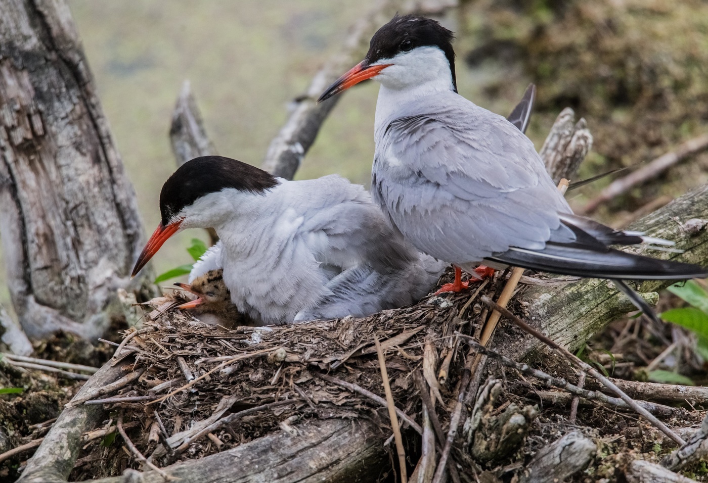 семья речных крачек