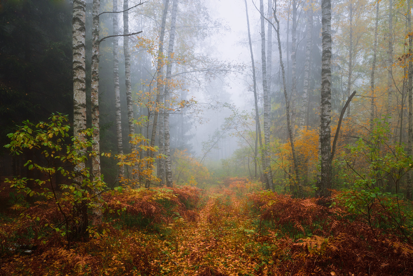 в осеннем лесу