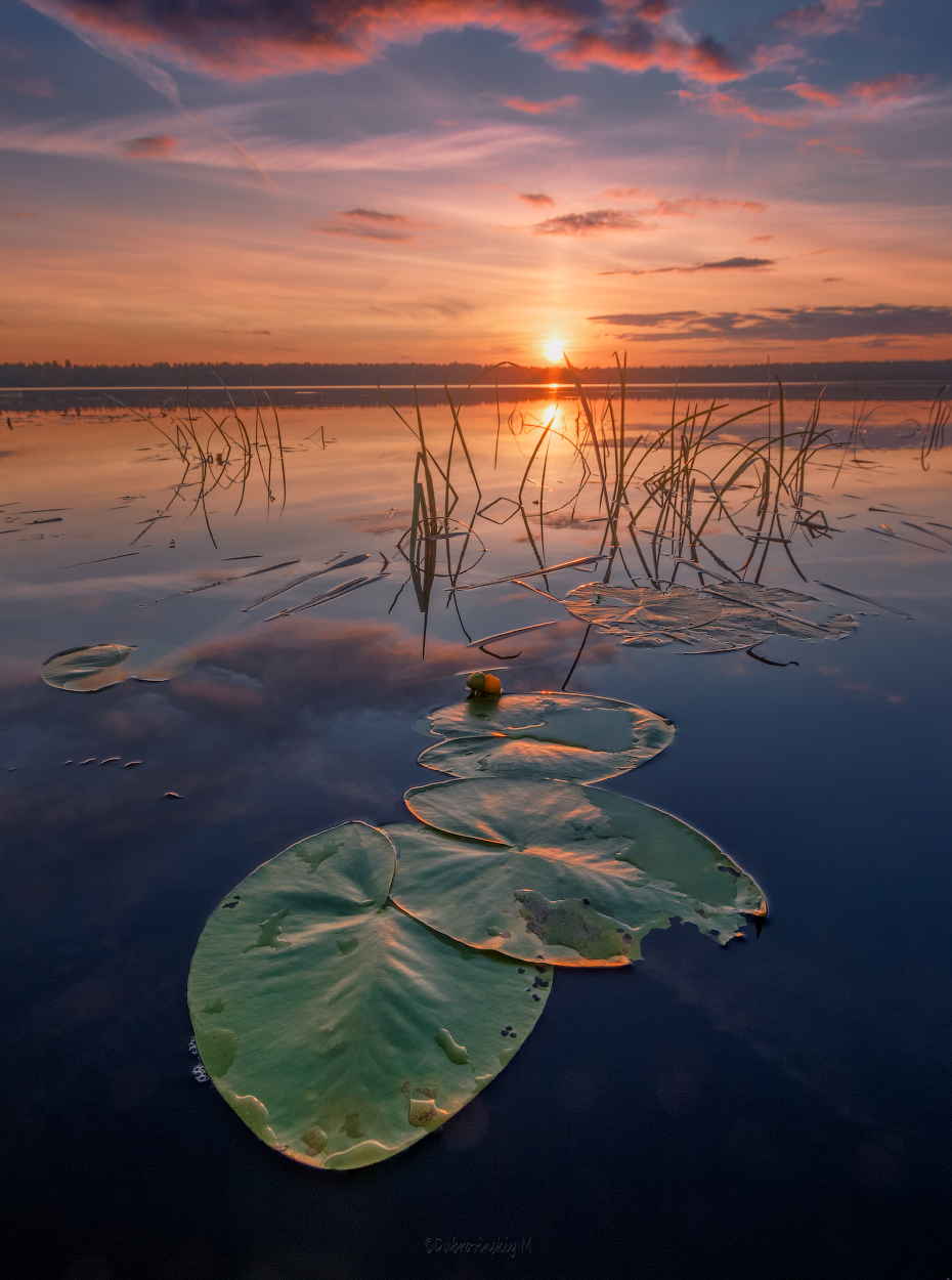 Про кувшинки 2