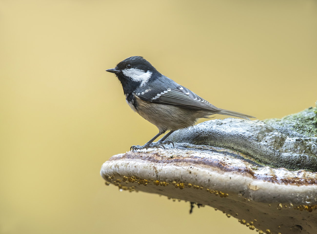 Картинка из леса.