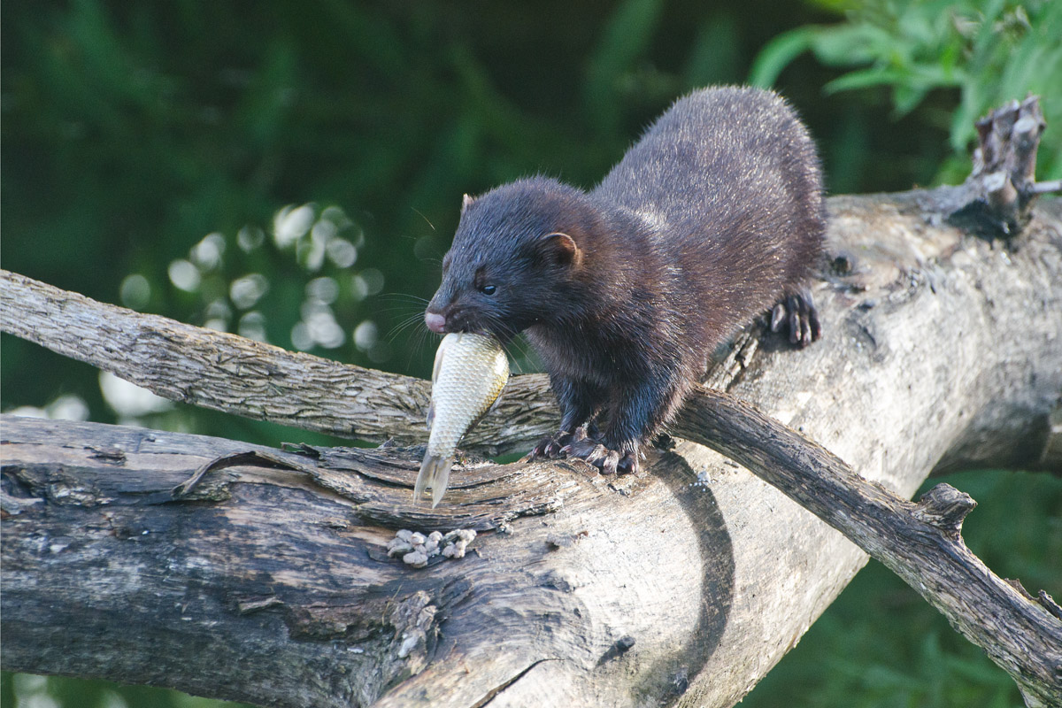 Гроза карасей