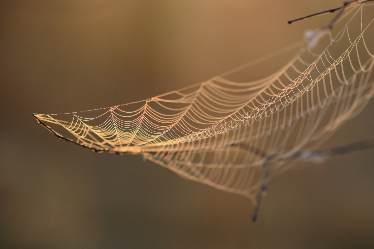 Запуталась радуга в паутинке