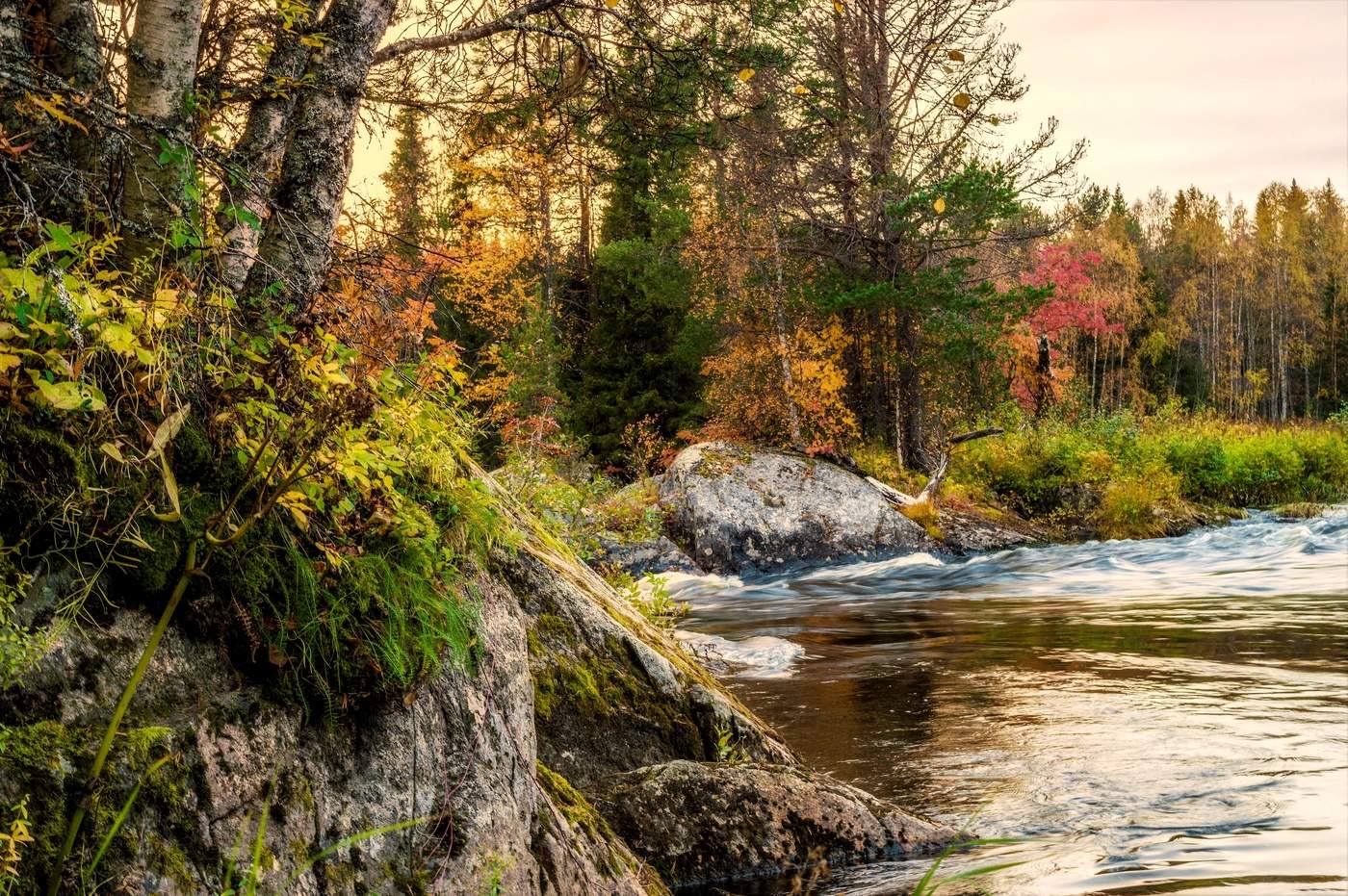 Сказочный лес.