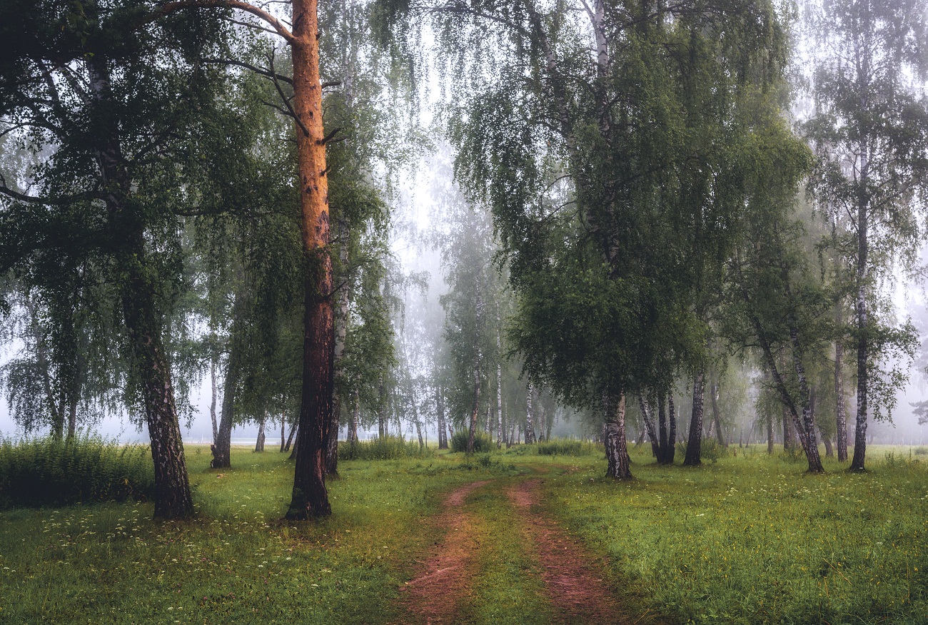 Утро в лесу.