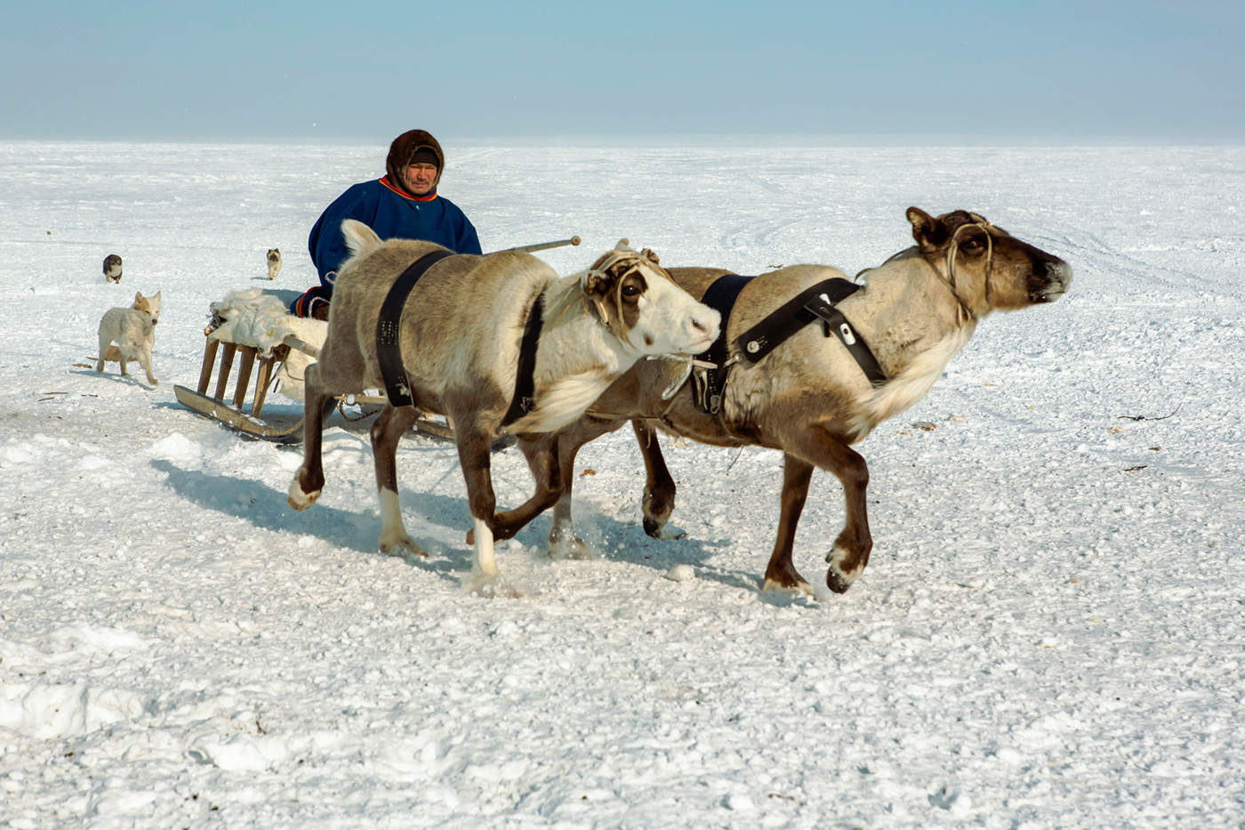 Мы поедем, мы помчимся на оленях утром ранним...