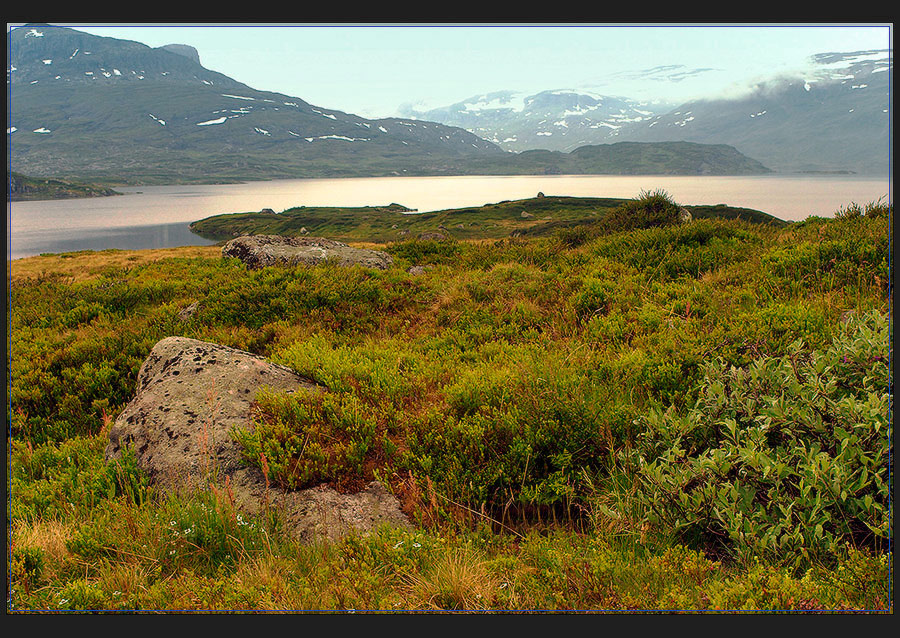 Дикая природа