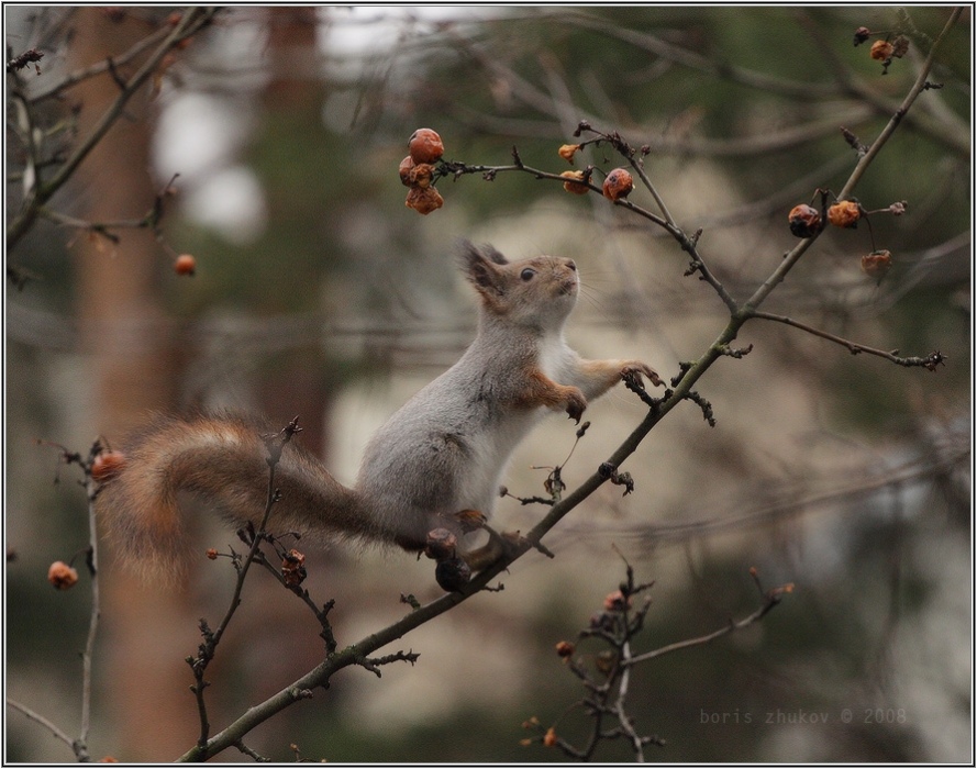 вожделение