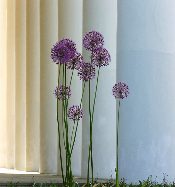 Этюд с цветами и колоннами