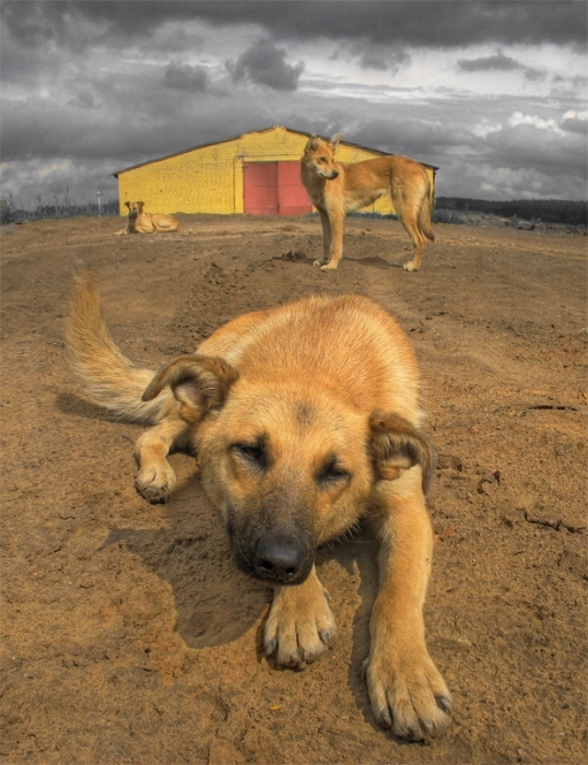 Скромное обаяние