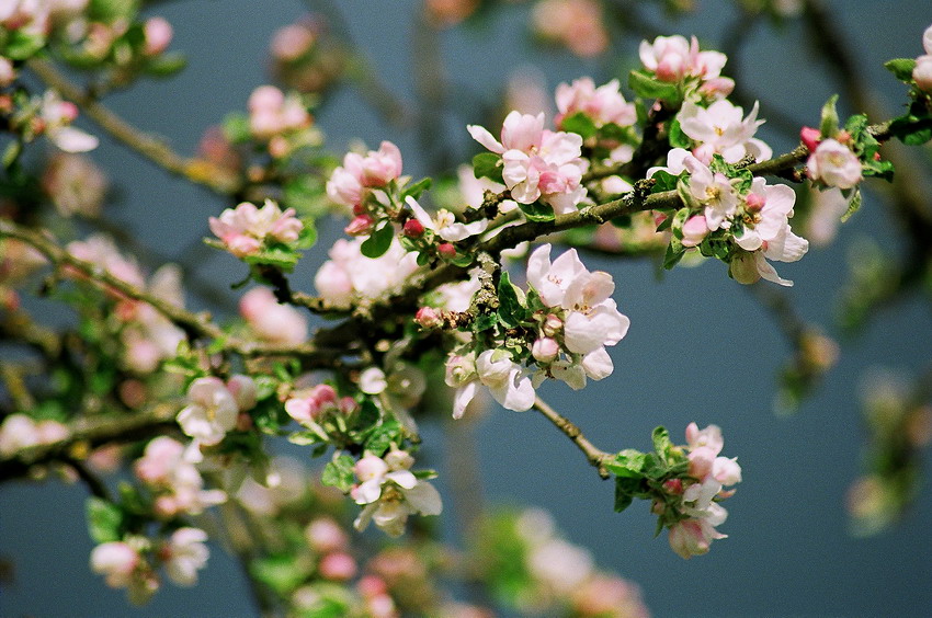 яблоня цвела