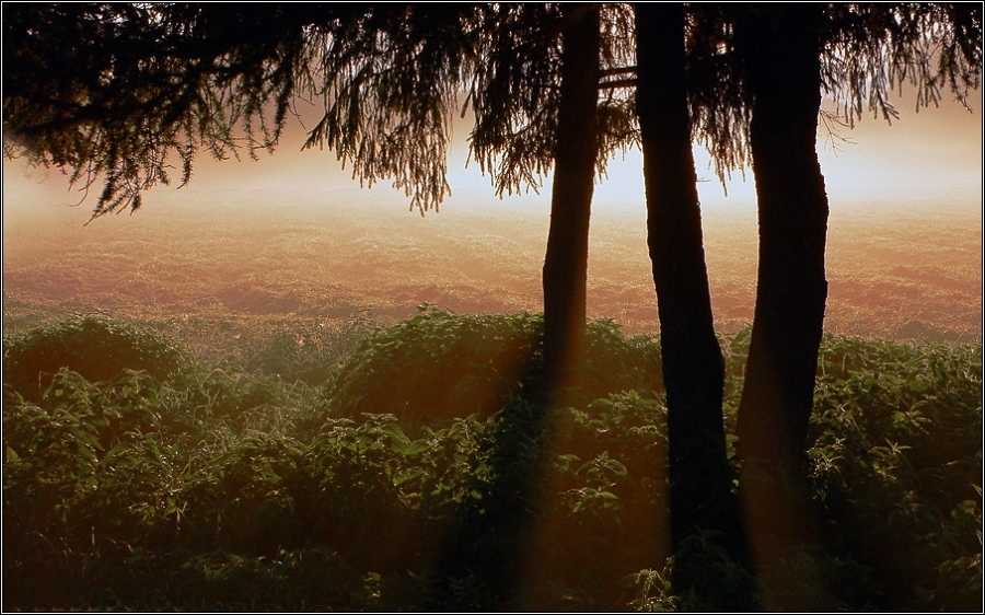 Туманный  расСВЕТ