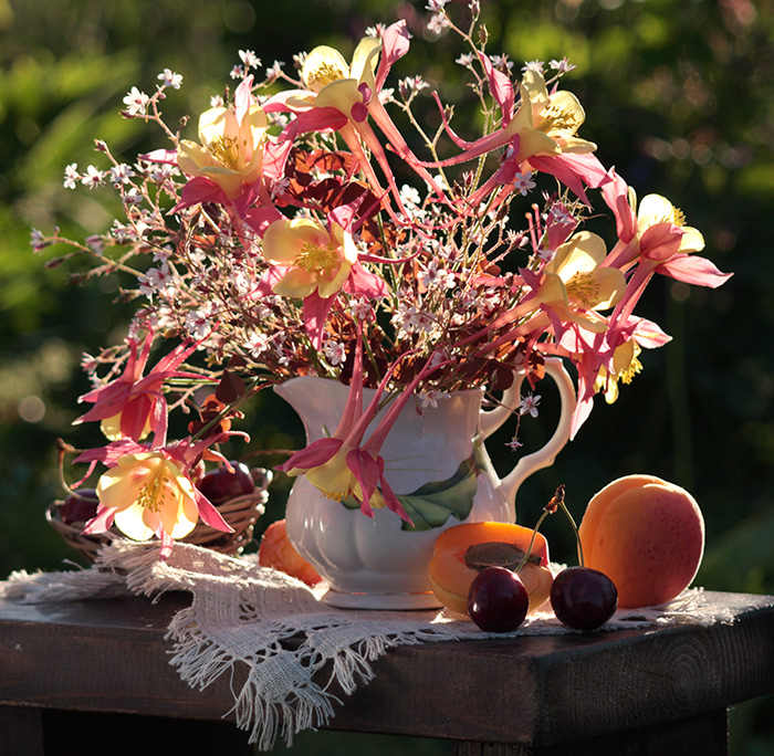 Букет водозбора в контровом свете.
