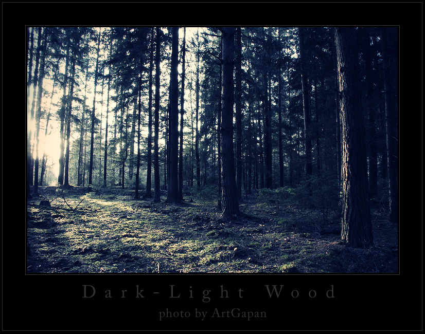 Вот такой лес...