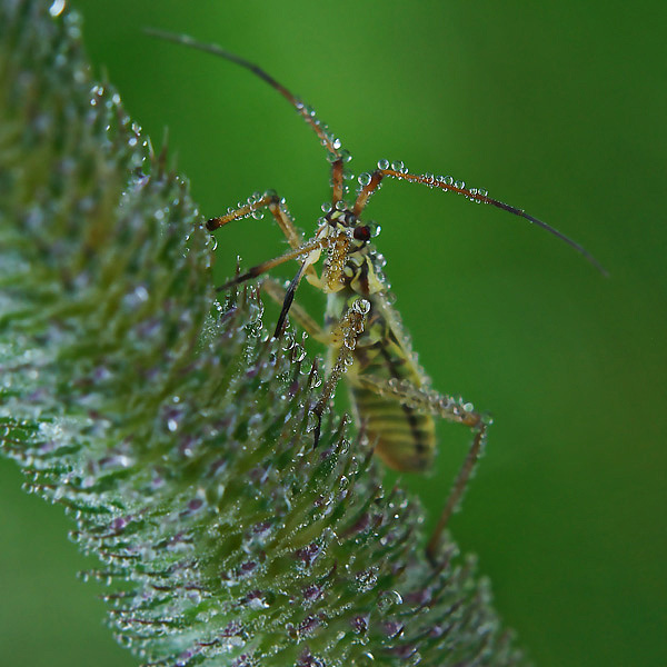 ...и усами шевелит...