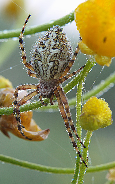 Почему-то большинство ждут солнце попой вверх