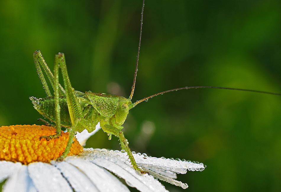 Позировать он не хотел