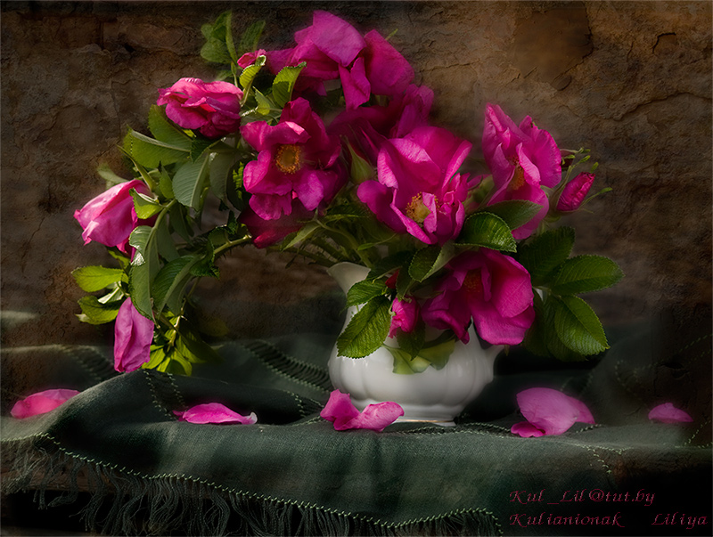 Розовый шиповник