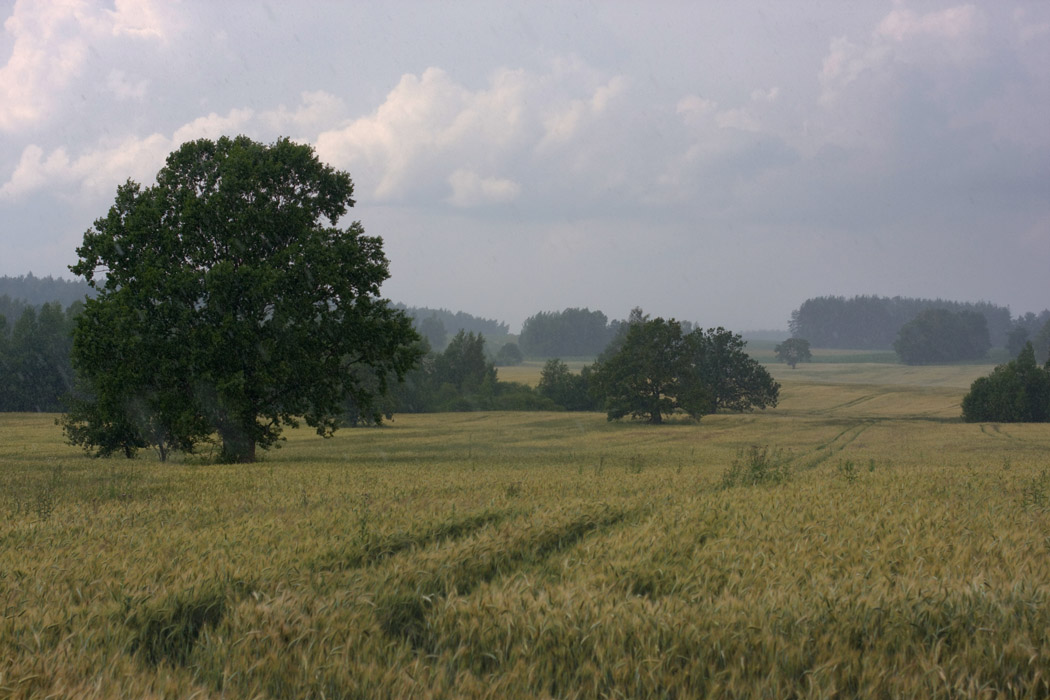 Июльский дождь